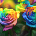 rainbow +$60.00