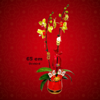 CNY Orchid