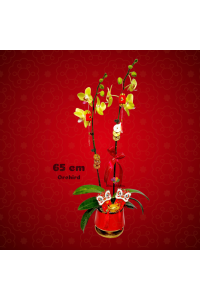 CNY Orchid