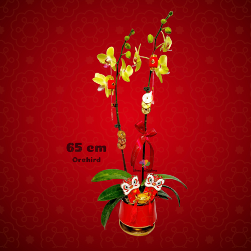 CNY Orchid