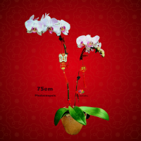 CNY Phalaenopsis