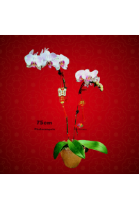 CNY Phalaenopsis